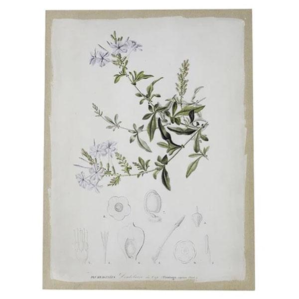 Riccione Lux Botanical Canvas Wall Art Set/2